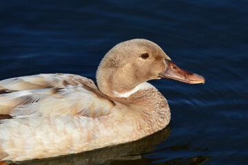Beautiful unique duck in the park in Auckland 