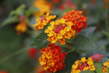 Vibrant lantana camara flowers in full bloom, showcasing a striking mix of red, orange, and yellow clusters against lush green foliage. Perfect for tropical garden themes and natural floral	