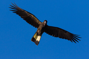 Fototapeta na wymiar Black Cockatoo Flying