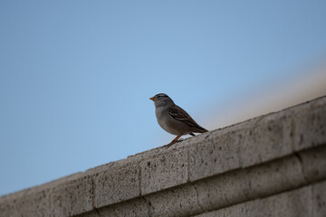 robin on a brick wall