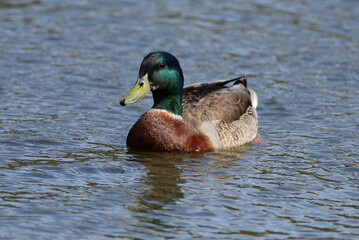 Mallard duck in the park in auckland 