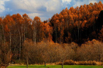 秋のカラマツ林