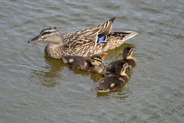 Mallard duck in the park in auckland 