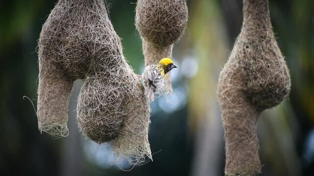 Baya weaver bird sitting on it's nest,and two bird nest defocused in the background.