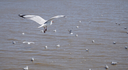 Seagull