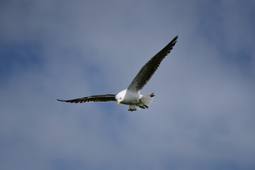 Fototapeta na wymiar Seagull in Aculank, New Zealand