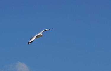 Seagull