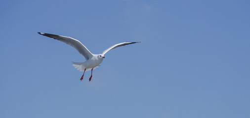 Seagull