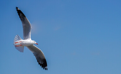 Seagull