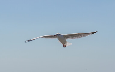 Seagull