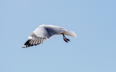 Seagull