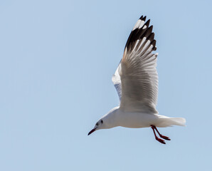 Seagull