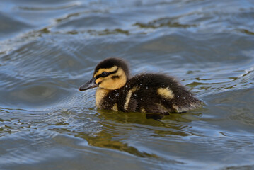 Mallard duck in the park in auckland 