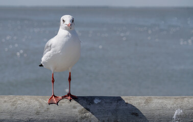 Seagull