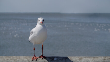 Seagull