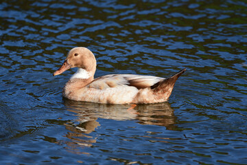 Beautiful unique duck in the park in Auckland 
