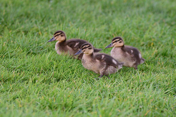 Mallard duck in the park in auckland 