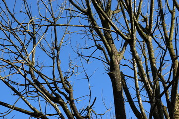 dry trees having have a blue sky background.