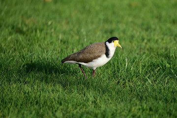 Masked lapwing in the park in Auckland 