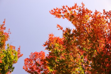 紅葉