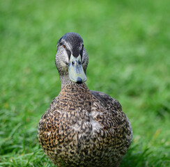 Mallard duck in the park in auckland 
