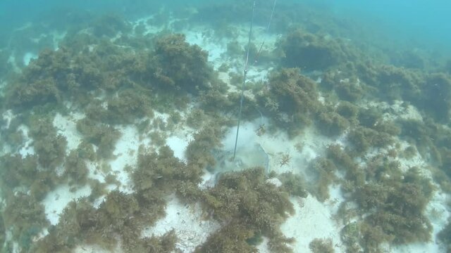 stingray spearfishing underwater  shoot caribbean  sea