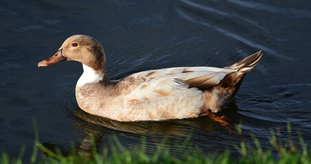 Beautiful unique duck in the park in Auckland 