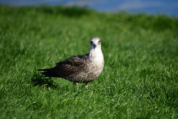 Seagull in Aculank, New Zealand