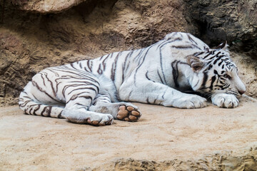 Closeup white tiger sleeping in cage background. White bengal tiger sleeping in open cage. (Panthera tigris )