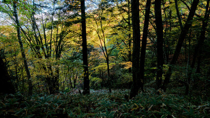 秋の山の中の森の紅葉　-日本