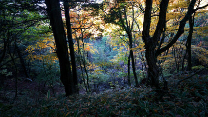 Obraz premium 秋の山の中の森の紅葉 -日本