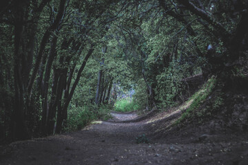 Camino en bosque de los brujos