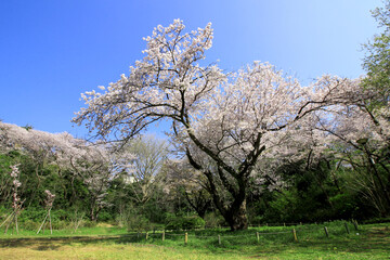 A large old sakura tree with cherry blossoms in full bloom