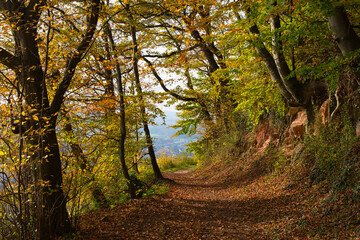Herbstliche Waldwege in der Ortenau nahe Ettenheim