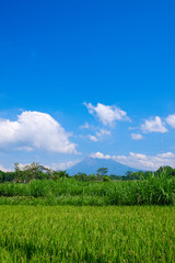 Fototapeta na wymiar Rice field view with mount Merapi and clear blue sky background in Yogyakarta, Indonesia