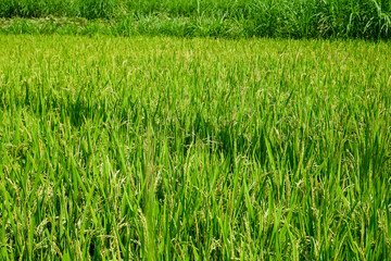 The view of green rice field in Yogyakarta, Indonesia