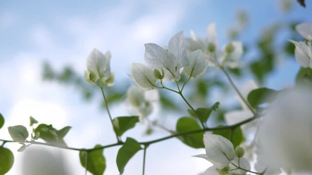 blooming bougainvillea.white bougainvillea flowers. floral background.