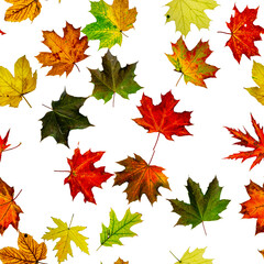 Seamless wallpaper. Autumn yellow red, orange leaf isolated on white. Colorful maple foliage. Season leaves fall background.