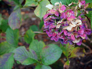 Dry purple hydrangea in the garden closeup