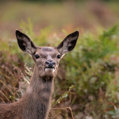 Beautiful image of red deer doe in vibrant gold and brown woodland landscape setting
