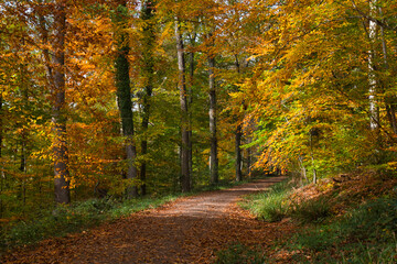 Herbstliche Waldwege in der Ortenau nahe Ettenheim