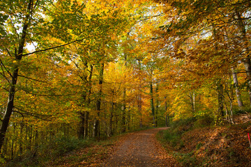 Herbstliche Waldwege in der Ortenau nahe Ettenheim
