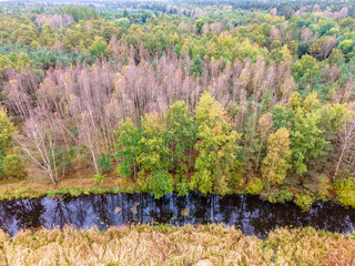 Green Forest in Tychy Poland with a black looking river