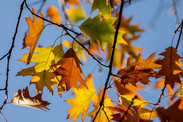 Colorful leaves in autumn and fall shine bright in the backlight and show their leaf veins in the sunlight with orange, red and yellow colors as beautiful side of nature in the cold season