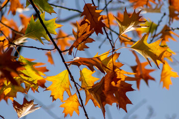 Colorful leaves in autumn and fall shine bright in the backlight and show their leaf veins in the...