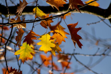 Colorful leaves in autumn and fall shine bright in the backlight and show their leaf veins in the sunlight with orange, red and yellow colors as beautiful side of nature in the cold season