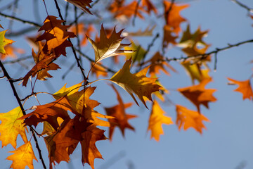 Colorful leaves in autumn and fall shine bright in the backlight and show their leaf veins in the sunlight with orange, red and yellow colors as beautiful side of nature in the cold season