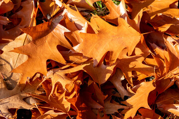 Colorful leaves in autumn and fall shine bright in the backlight and show their leaf veins in the sunlight with orange, red and yellow colors as beautiful side of nature in the cold season