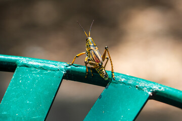 Grasshopper on a trash Can 