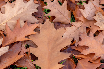 Colorful leaves in autumn and fall shine bright in the backlight and show their leaf veins in the...